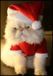 Katze-Weihnachten