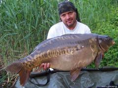 Goldcarp - 17,3kg