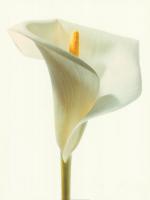 Lilienblume