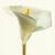 Lilienblume