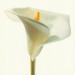 Lilienblume