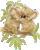 CaCaduu