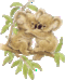 CaCaduu