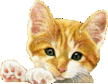 Deafcoolkitty