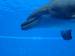 Delfin