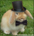 bunnystar