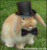 bunnystar
