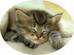 deaf_katze