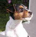 deafsonnenschein