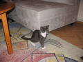 mimicat