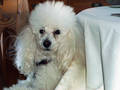 shari