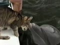 Cat and Dolphins playing together