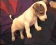 Jack Russel