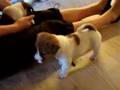 Jack Russel